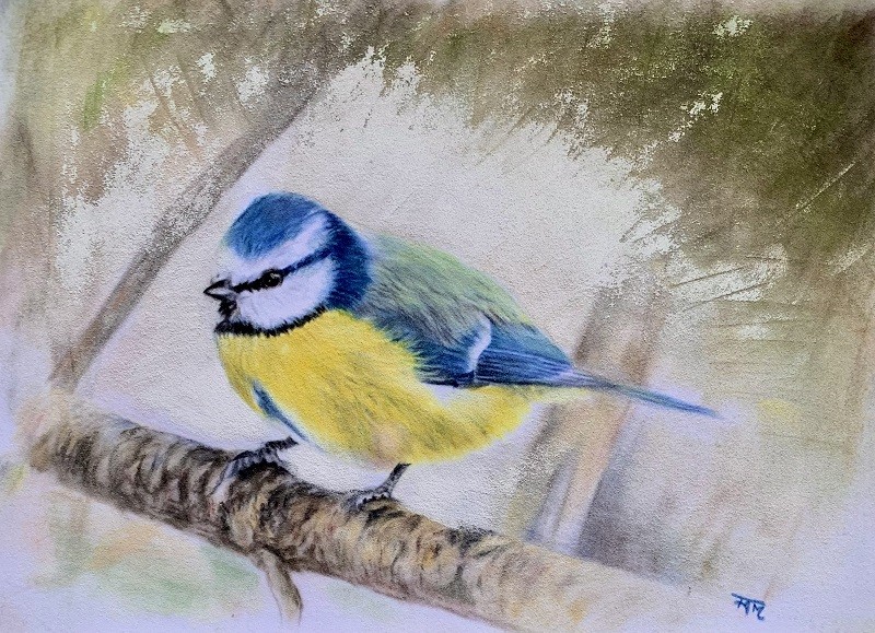 Mésange bleue