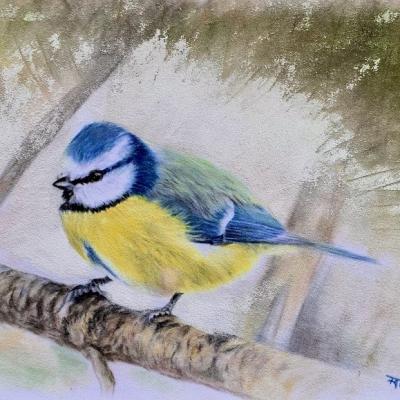 Mésange bleue