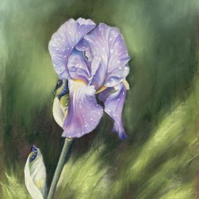 Iris