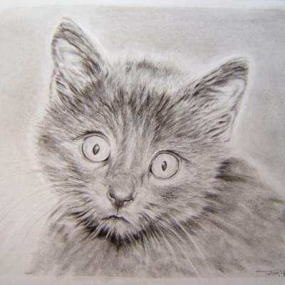 Portraits d'animaux