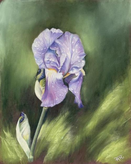 Iris copie