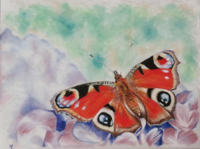 Papillon1 ptt