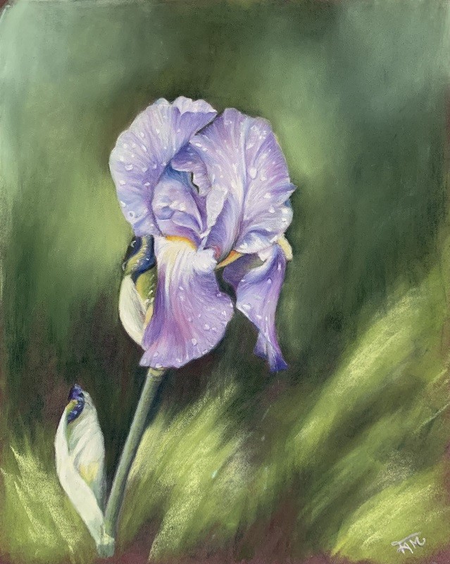 Iris