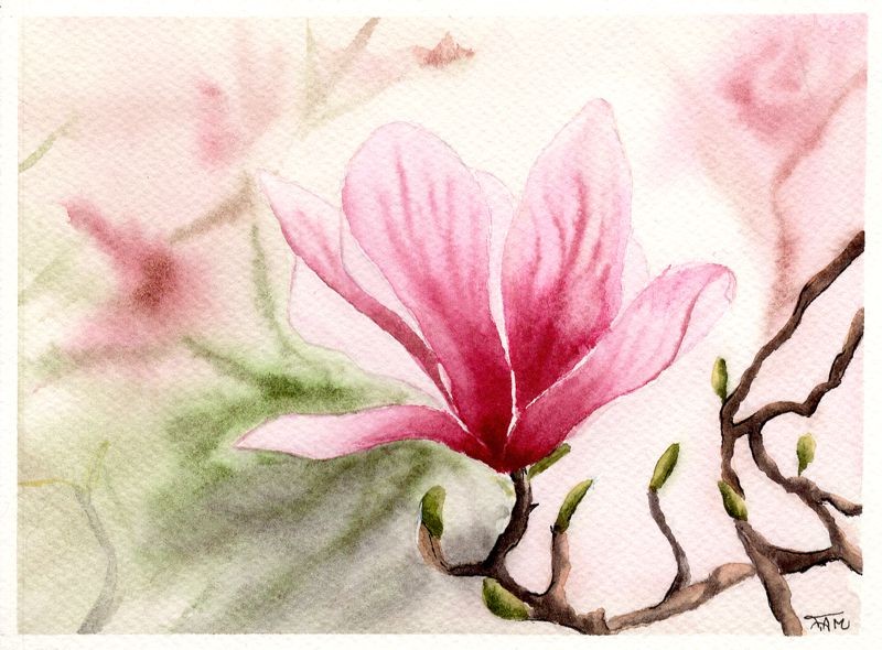 Magnolia
